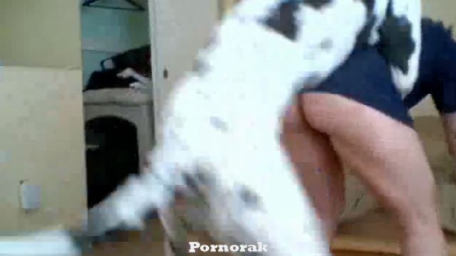 Собака насильно имеет хозяйку. Зоосекс шок контент 