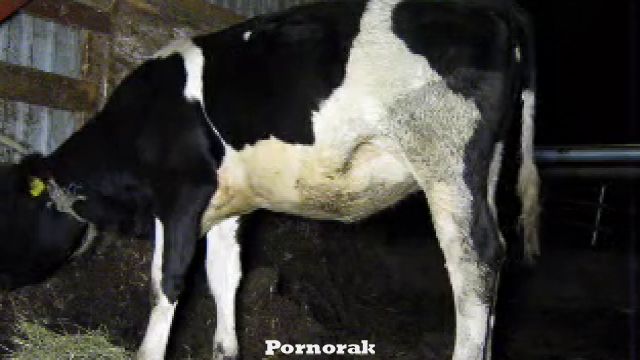 Секс с коровой парня зоофила в селе, скачать видео 