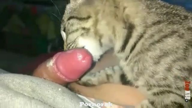 Кот лижет вонючий хуй парня в сметане, зоо порно видео 