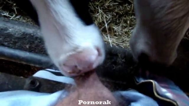 Бык сосёт хуй у мужика зоофила на ферме, скачать видео зоофилия