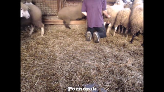 Парень ебёт баранов и дрочит на них, качать сельское зоопорно