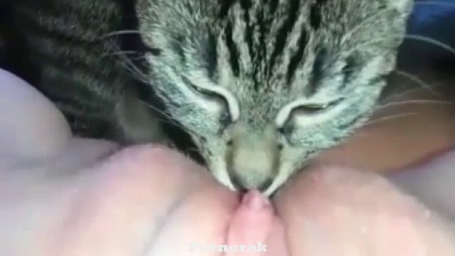 Кот лижет пизду хозяйки. Порно зоо толстухи