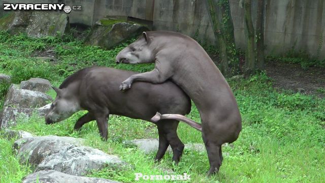 Табретттегі порно сиганское