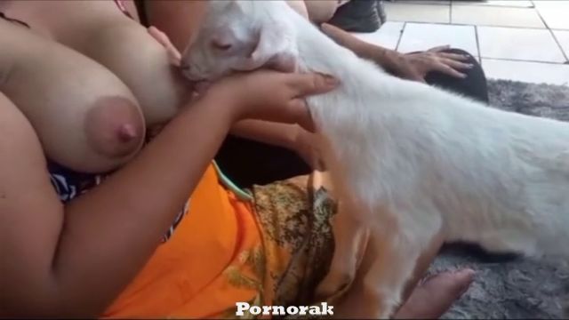 Коза сосёт сиськи у аоабской мамаши, секс животные